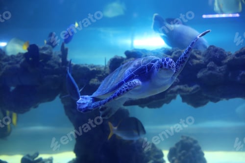 Preview: Beautiful turtle swimming in clear aquarium water