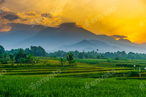 Preview: indonesia beauty landscape paddy fields in north bengkulu natural beautiful morning view from asia