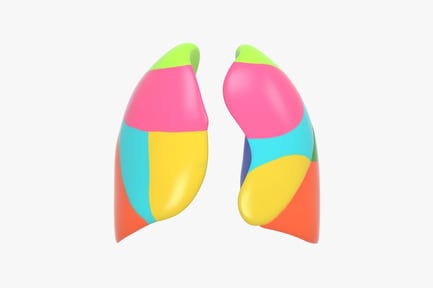 Preview: Human Lungs with Anatomical Segments