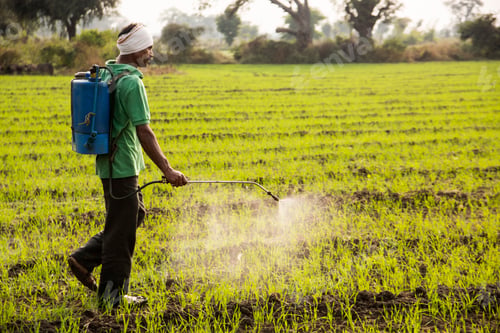 Preview: Indian farmer spraying pesticides in field. An Indian farming scene.