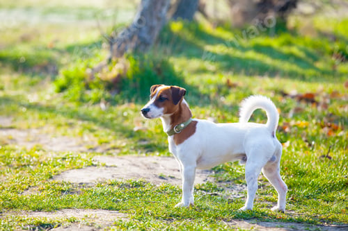 Preview: photo of the dog
