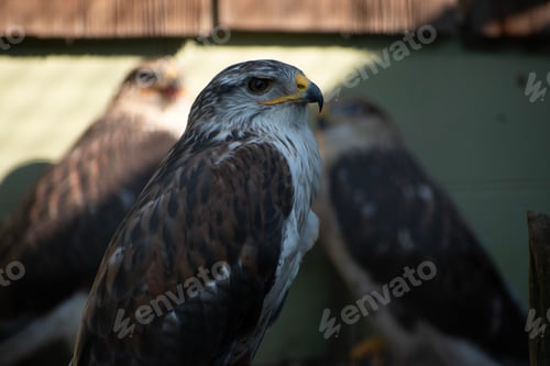 Preview: Close-up of a hawk with two other hawks blurred in the background
