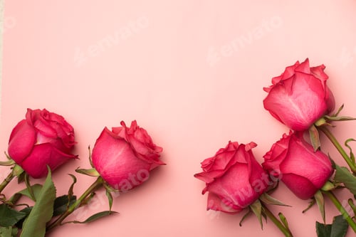 Preview: Rose flowers on a pink background