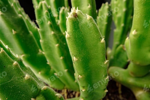 Preview: Succulent plant leaves on black background close up