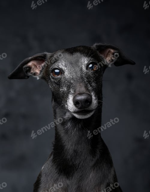 Preview: Headshot of adorable italian greyhound with pure black fur