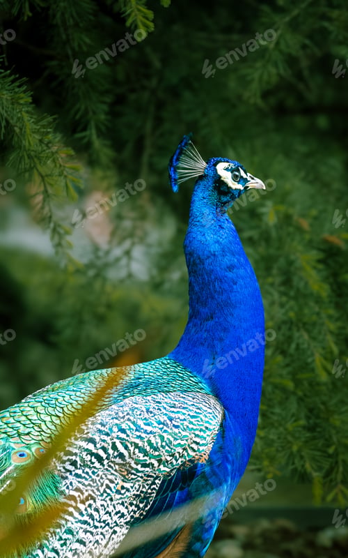 Preview: Close-up of a peacock with foliage in the background