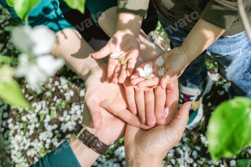 Preview: Family Holding White Petals of flowers apple trees in Their Hands in sunlight, top view.