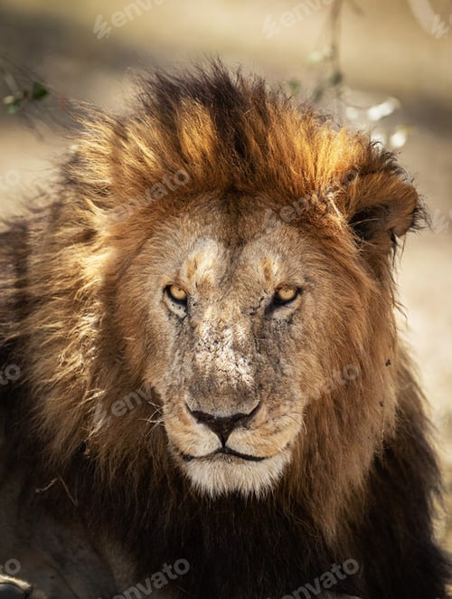 Preview: A Magical Tanzania Wildlife place in World