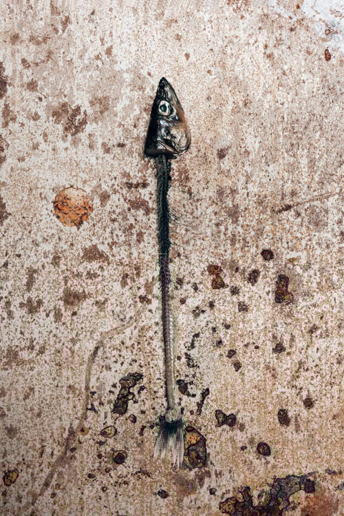 Preview: Top view of skeleton of little fish on rustic surface