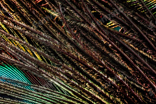 Preview: Dramatic Peacock Feather Detail Displaying Unique Textures