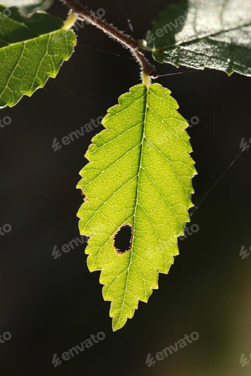 Preview: Green Leaf Vein, Beautiful Nature Texture Concept