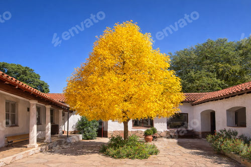 Preview: Beautiful Yellow Tree