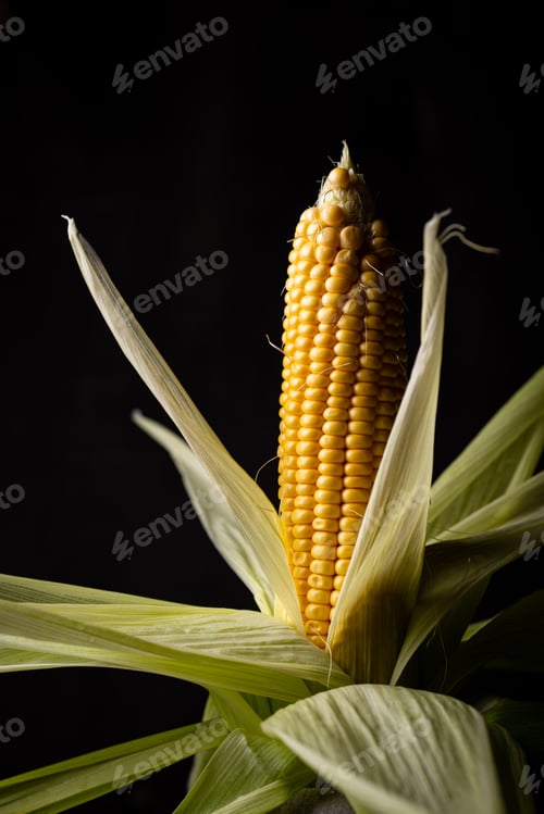 Preview: Raw ripe corn. Dark style