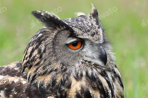 Preview: Eurasian eagle-owl