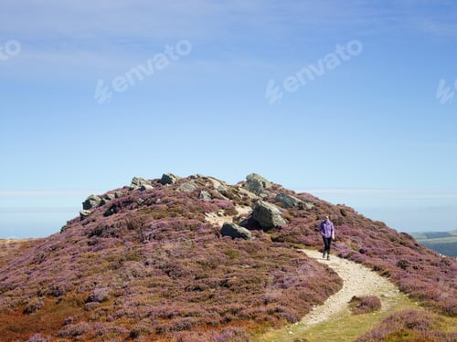 Preview: Walker in heather landscape, Conwy Mountain, North Wales