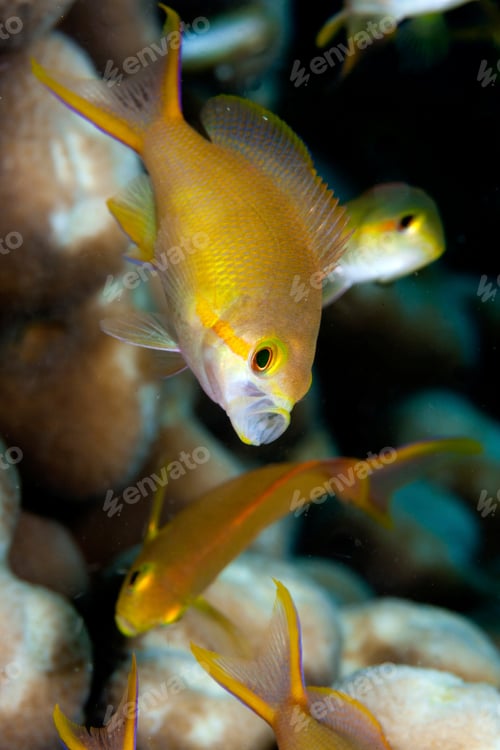 Preview: Vibrant tropical fish swimming in serene coral reef waters