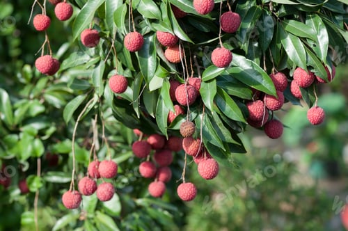 Preview: Lychee fruits growing on tree