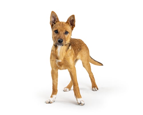 Preview: Yellow Crossbreed Puppy Standing on White