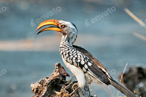 Preview: African hornbill perched on a branch.