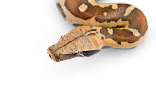 Preview: Sumatran Short Tail Python isolated on white background