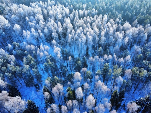 Preview: Drone shot of a winter forest