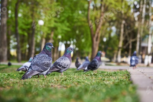 Preview: Pigeons Standing on Green Field in Park