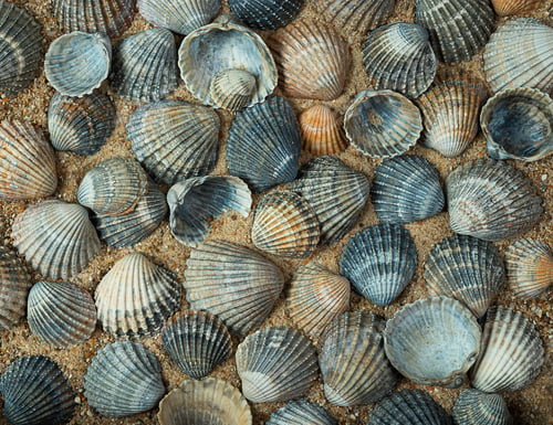 Preview: Seashells of different color