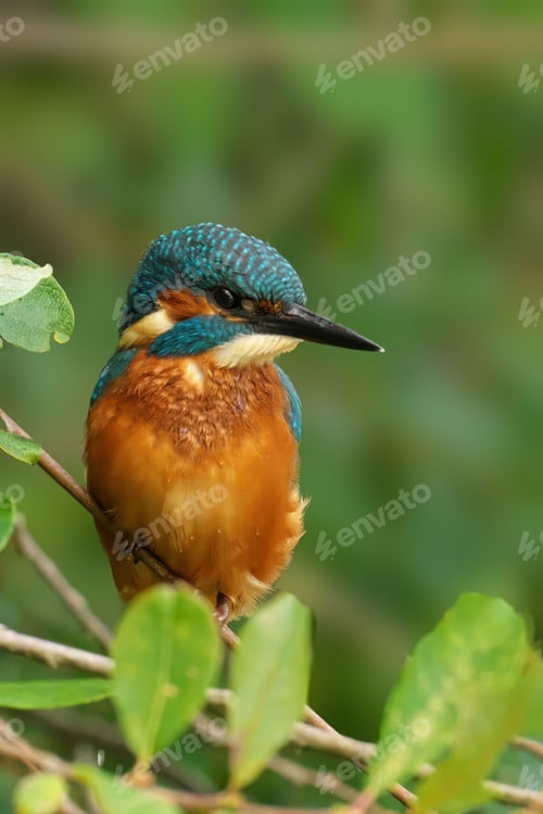 Preview: Vibrant kingfisher perched on a branch
