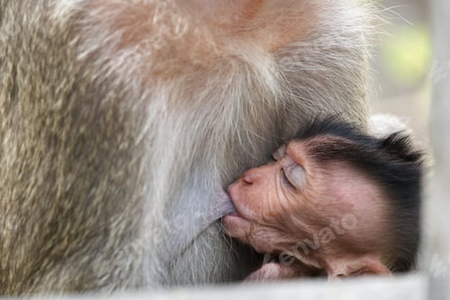 Preview: baby monkey eating mother's milk