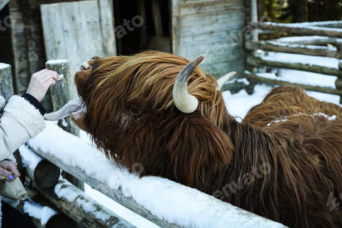 Preview: Highland cow standing outdoor in winter season