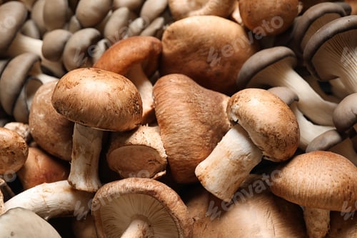 Preview: Different fresh wild mushrooms as background, closeup