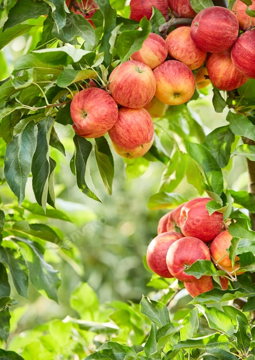 Preview: Apple harvest in the tree in closeup