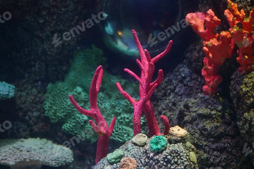 Preview: A Vibrant Underwater Coral Scene Featuring Beautiful and Colorful Structures Below the Waves