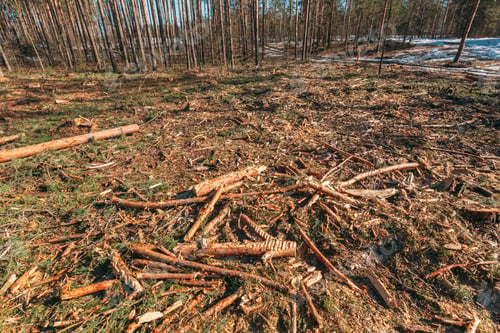 Preview: Fallen Tree Trunks In Deforestation Area. Pine Forest Landscape In Sunny Spring Day. Green Forest
