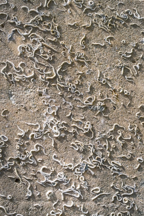Preview: Colony of barnacles on a concrete wall near the coast