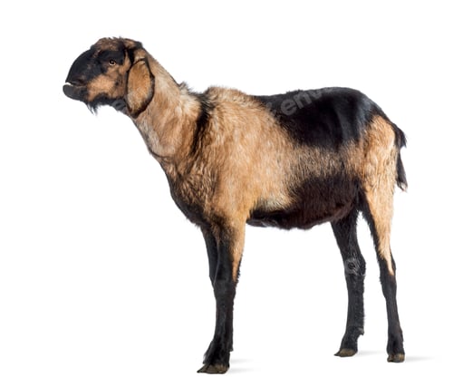 Preview: Anglo-Nubian goat with a distorted jaw, looking up against white background