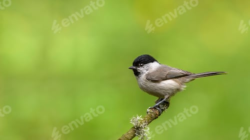 Preview: Marsh Tit (Poecile/Parus Palustris) Sitting on a Stick.