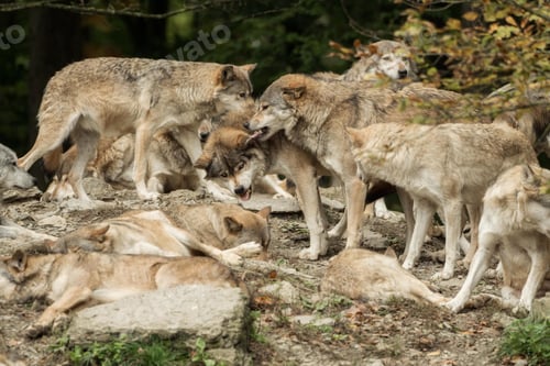 Preview: wolf, pack, togetherness, group, wilderness