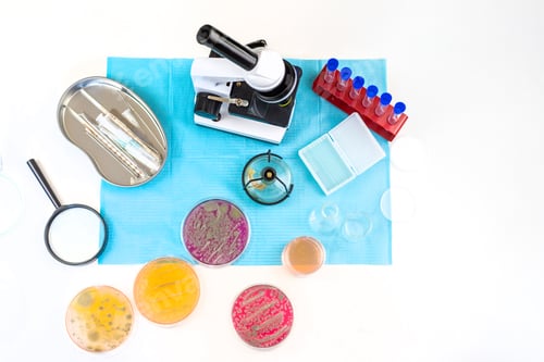 Preview: Examine bacteria in petri dishes in the laboratory. Selective focus.