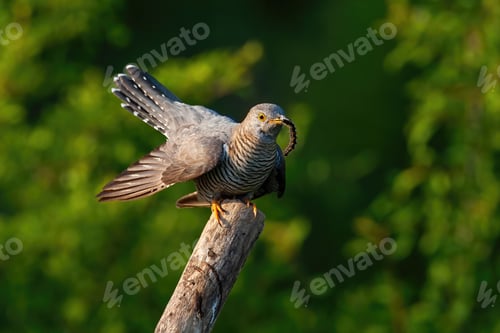 Preview: Common cuckoo eating insect on tree in summer nature