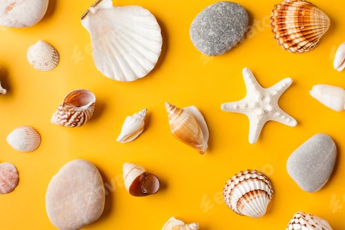 Preview: Various seashells on a yellow background. Summer background.