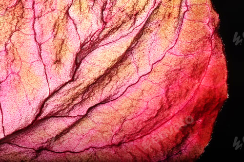 Preview: Dry Leaf Texture Abstract Background