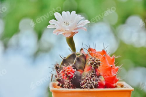 Preview: Flowering Cactus in Pot with Green Background