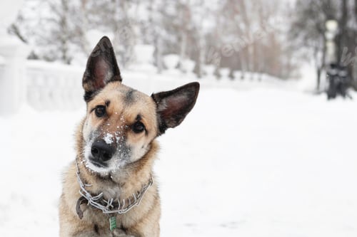 Preview: Brown and white short-haired mongrel dog is looking into the camera on a background of a winter