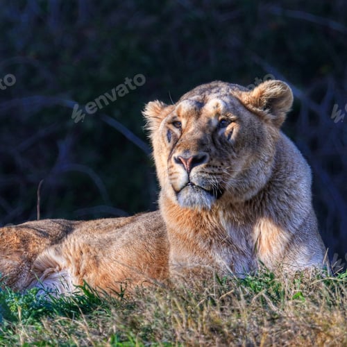 Preview: Large beautiful liger lying on grass
