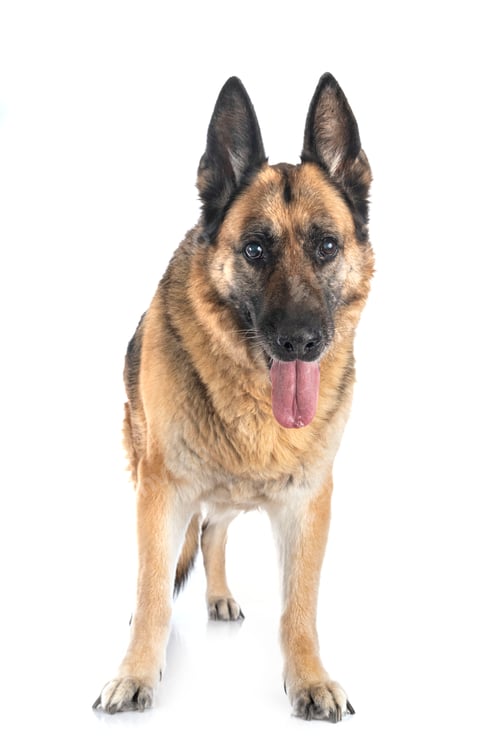 Preview: german shepherd in studio