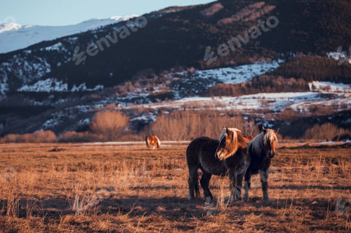 Preview: Wild horses pasturing on field near hills