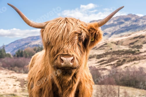 Preview: Highland cow looking straight on in the Scottish Highlands