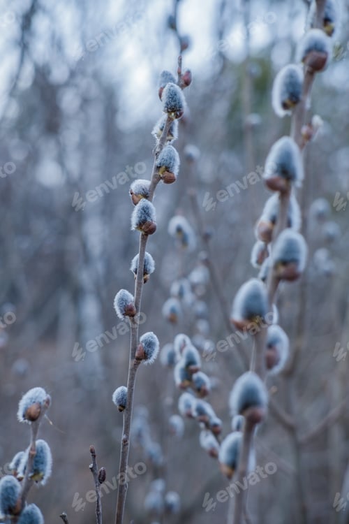 Preview: Dscf80Willow branch with fluffy catkins in the forest on a blurred background,Vertical frame62