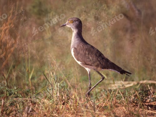 Preview: Senegal Lapwing